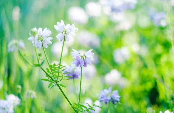 Beautiful purple flowers — Stock Photo, Image