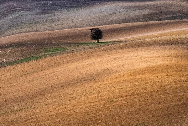 Árbol solitario en un campo arado — Foto de Stock