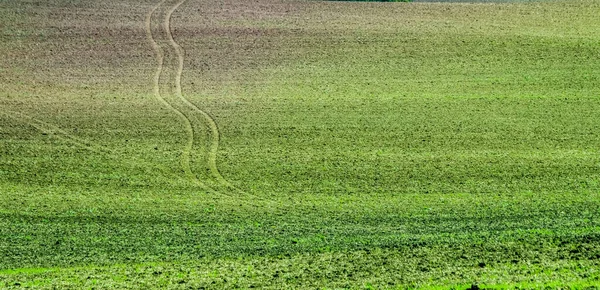 Vista da luz do sol do campo verde — Fotografia de Stock