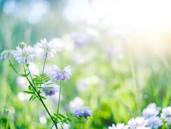 Beautiful purple flowers — Stock Photo, Image