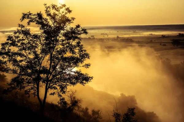 Árbol sobre fondo de campo brumoso — Foto de Stock