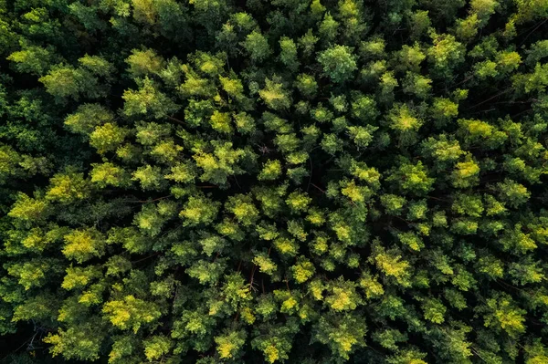Vista aérea de la madera de pino —  Fotos de Stock
