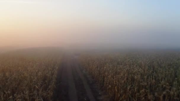 Flygfoto över ett stort vetefält under dimman — Stockvideo