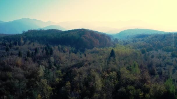 Widok na las z drona — Wideo stockowe