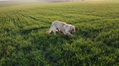Tarlada sevimli bir çukur kazıyor.