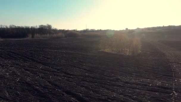 Bäume auf einem gepflügten Feld im zeitigen Frühjahr, — Stockvideo