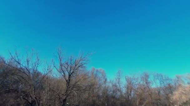 Arbres dans un champ labouré au début du printemps, — Video