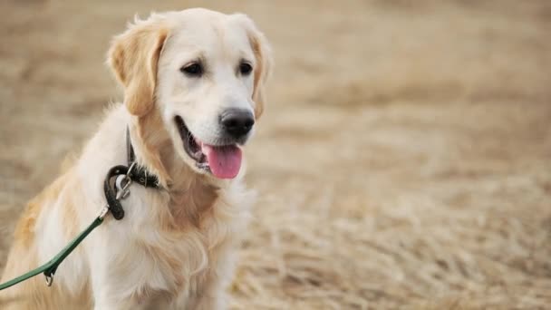 Mignon golden retriever sur la nature — Video