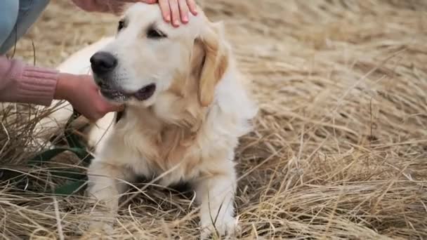 Mädchen streichelt liebenswerten Hund — Stockvideo