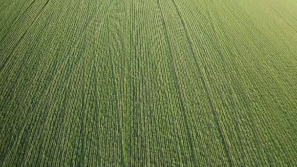 Campo de primavera verde suculento — Vídeo de Stock