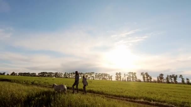 Paseando perro aparte de campo de trigo — Vídeos de Stock