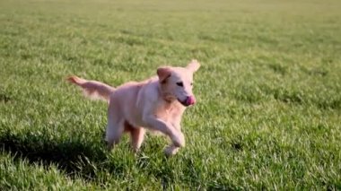 Güneşli arazide koşan sevimli köpek.