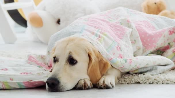 Lindo golden retriever cubierto con manta — Vídeos de Stock