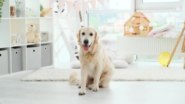 Красива золота собака-ретривер на підлозі — стокове відео