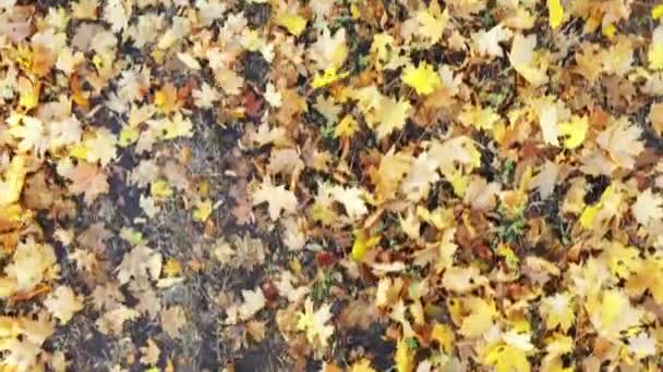 Höstlönn löv på marken, blåses bort — Stockvideo