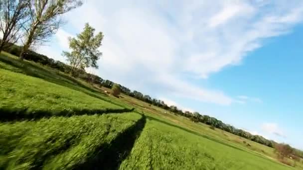 Hermosa vista del campo de maíz fresco — Vídeos de Stock