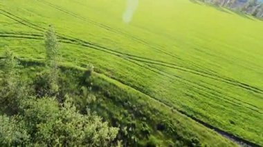 Güneşli gökyüzünün altında buğday tarlası