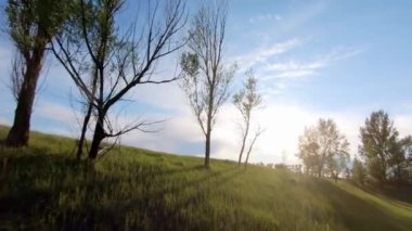 Tarım alanının yakınında büyüyen yeşil ağaçlar