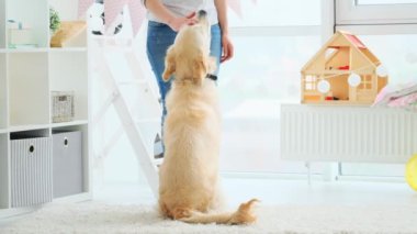 Tatlı Golden Retriever 'ı olan mutlu kadın