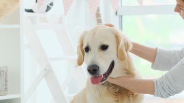 Kız tarafından avuçlanan neşeli genç köpek