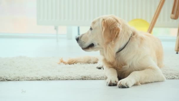 Rolig indenlandske hund liggende på gulvet – Stock-video