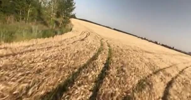 Pole zralého pole pšenice — Stock video