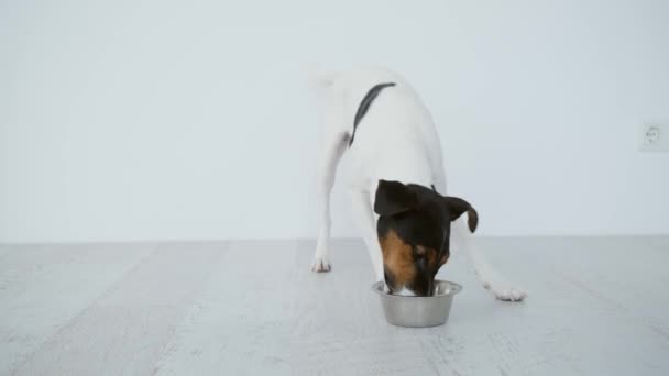 Fox terrier je z miski — Wideo stockowe