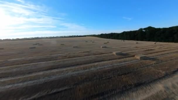 Gaines de foin couchées sur un champ agricole — Video