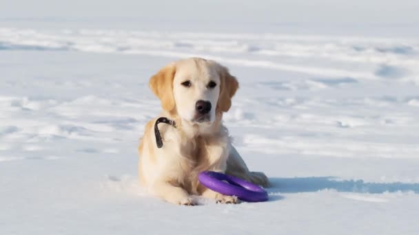 Retriever hond liggend op sneeuw — Stockvideo