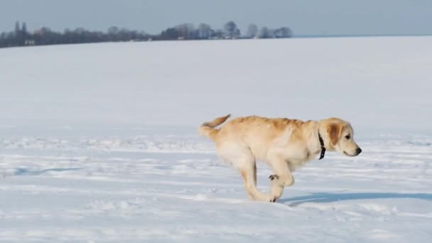 Joven perro corriendo en la nieve — Vídeos de Stock