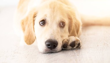 Güzel golden retriever köpeği