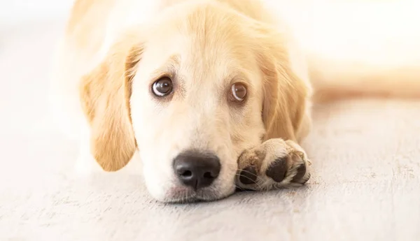 美しい黄金の取得犬 — ストック写真