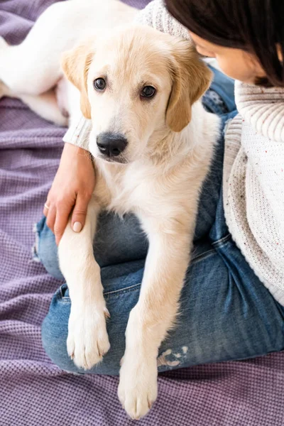 Härlig ung hund hemma — Stockfoto