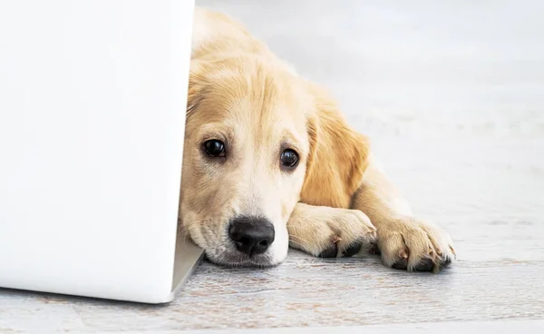 ラップトップの近くのかわいい犬 — ストック写真