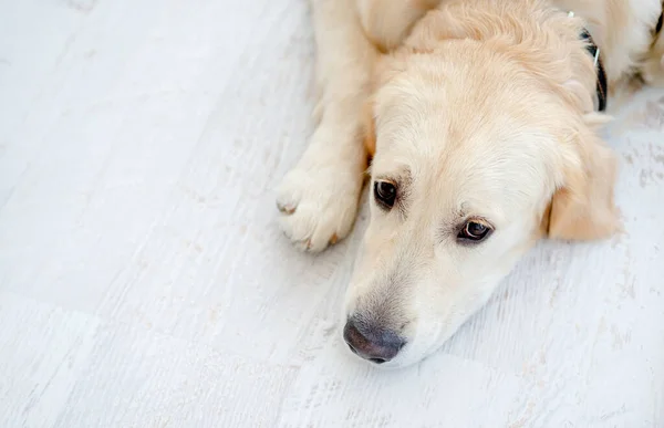 Yerde yatan sevimli genç köpek. — Stok fotoğraf