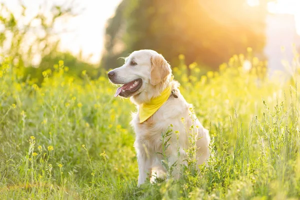 Çiçek açan çayırda Golden retriever köpeği — Stok fotoğraf