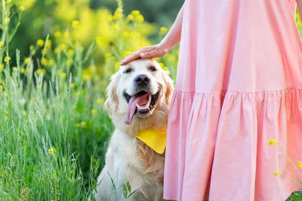 Mutlu golden retriever köpekleri — Stok fotoğraf