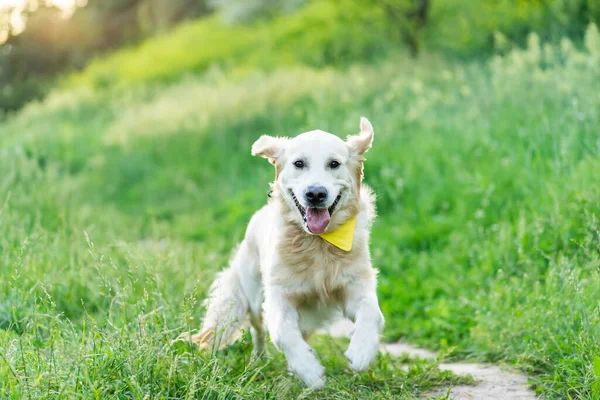 Golden retriever dog running on grass