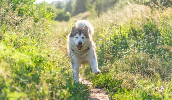 Funny dog running between summer grass — Stock Photo, Image