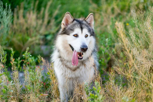 Lindo alaskan malamute con lengua fuera — Foto de Stock