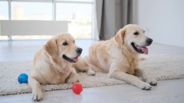 Golden Retriever 'lar topların yanında yatıyor