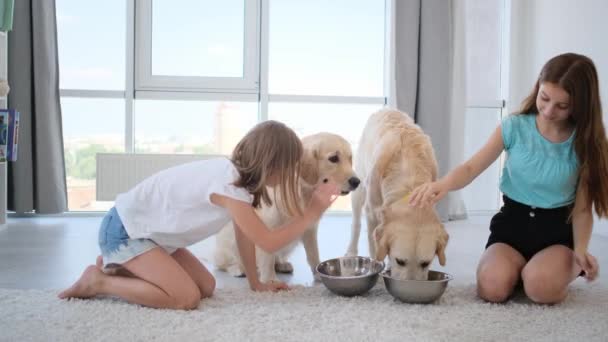 Kids feeding dogs in light room — Stock Video