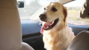 Golden retriever arabada ön koltukta