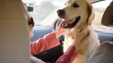 Golden Retriever 'ı arabada avlayan kadın