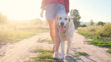 Golden Retriever kızla yürüyor