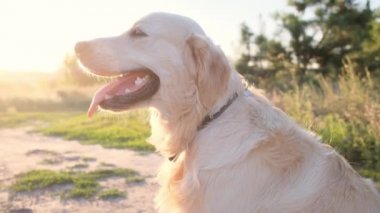 Golden retriever sahada güneş ışığında oturuyor.