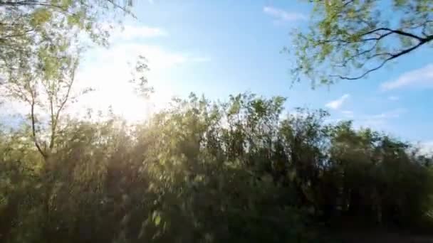 Vista panorámica de árboles verdes y campo — Vídeos de Stock