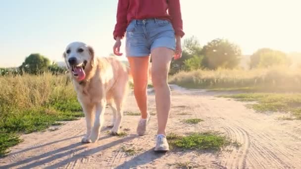 Golden Retriever πηγαίνει δίπλα στο κορίτσι — Αρχείο Βίντεο