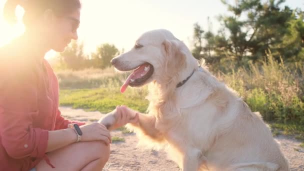 Golden retriever ger tass till kvinnan — Stockvideo