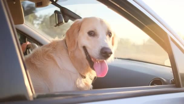 Golden retriever riding car on front seat — Stock Video